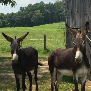 Meet your Posher, Maggie